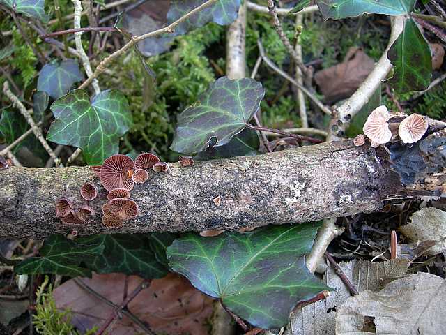 La valle dei funghi sconosciuti